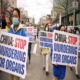 El régimen chino encubre sus crímenes de sustracción forzada de órganos inflando los registros de “donación voluntaria de órganos”