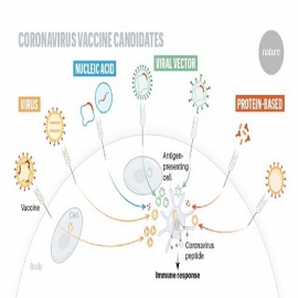 La carrera por las vacunas contra el coronavirus: una guía gráfica