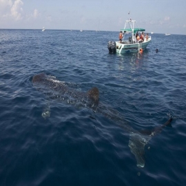 Cancún: Tiburón ballena impulsa economía de comunidades costeras