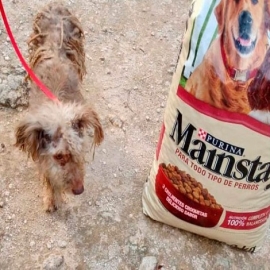 Recauda alimento y medicinas para los perros callejeros de Chetumal