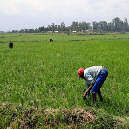 La Fundación Rockefeller y la destrucción de la agricultura global