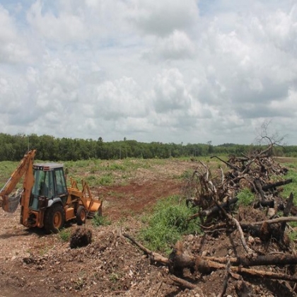 Quintana Roo: Sembrando Vida destruye 10 mil hectáreas de selva