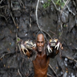 Descubra la misteriosa tribu que vive cazando cangrejos en los bosques de manglares de Brasil