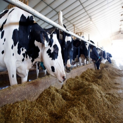 Se insta a los bancos a desfinanciar la industria agrícola para limitar el consumo de carne y productos lácteos