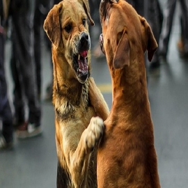 Polémica en Reino Unido por el sacrificio de cientos de perros ‘peligrosos’ tras ser capturados por la Policía