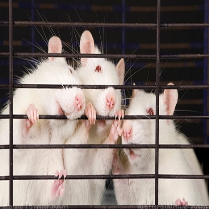 Contranatura: Científicos habrían dado vida a ratones con dos padres biológicos