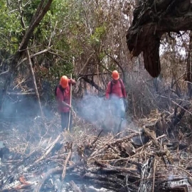 Cancún: Advierten mayor riesgo de incendios forestales en 2020