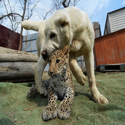 Las tiernas fotos de la perrita que ha 'apadrinado' a un bebé leopardo