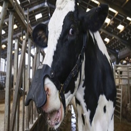 Bill Gates anunció financiamiento para empresa que fabrica ‘mascarillas’ para vacas