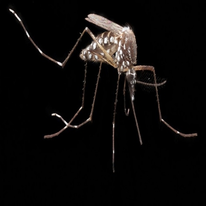 La matriz de Google tiene un plan para eliminar los mosquitos en todo el mundo