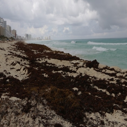 Prevén una semana de recale masivo de sargazo en las playas de Quintana Roo