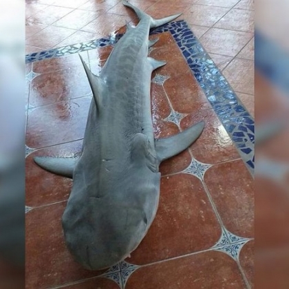 Tiburón Tigre capturado en Cozumel provoca indignación y amenazas de muerte