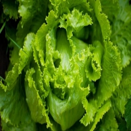 Cómo conservar la lechuga fresca por semanas