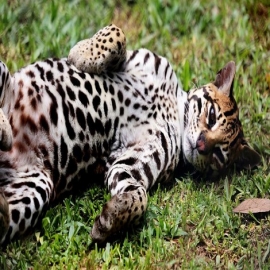 ¡Tienes que ver esto! Rescatan cachorro de ocelote en carretera de Quintana Roo