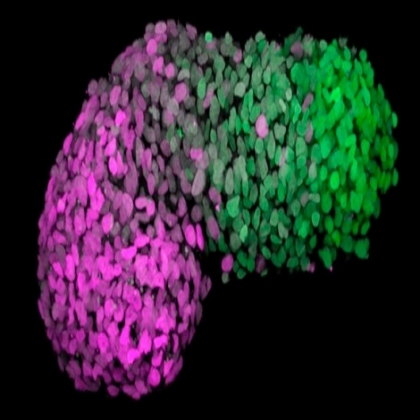 Un equipo de científicos crea un modelo similar al de un embrión humano a partir de células madre