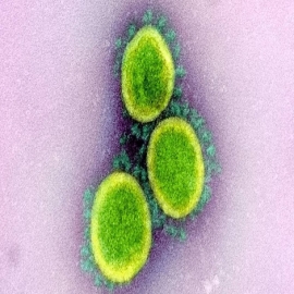 Científicos estiman que la lenta mutación del coronavirus posibilitaría vacunas más duraderas que las de la gripe