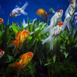 Un popular antidepresivo convierte a los peces en «zombis», según un nuevo estudio