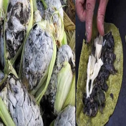 El huitlacoche, los mexicanos son los únicos que lo consumen